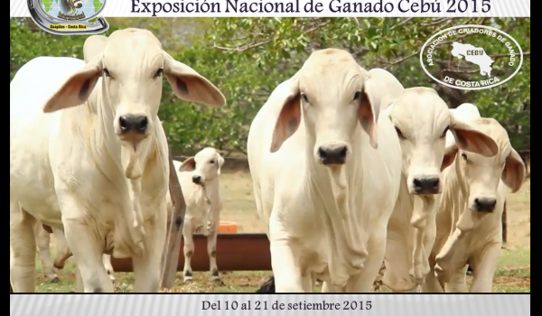 Invitación Nacional Cebú - Expo Pococí 2015